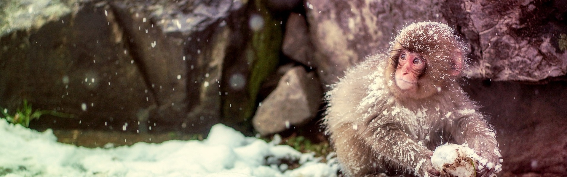 Let's enjoy Japanese math with Woodbook family.